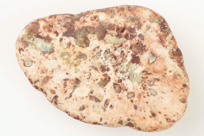 Fossil Phytosaur Scute - New Mexico #192903